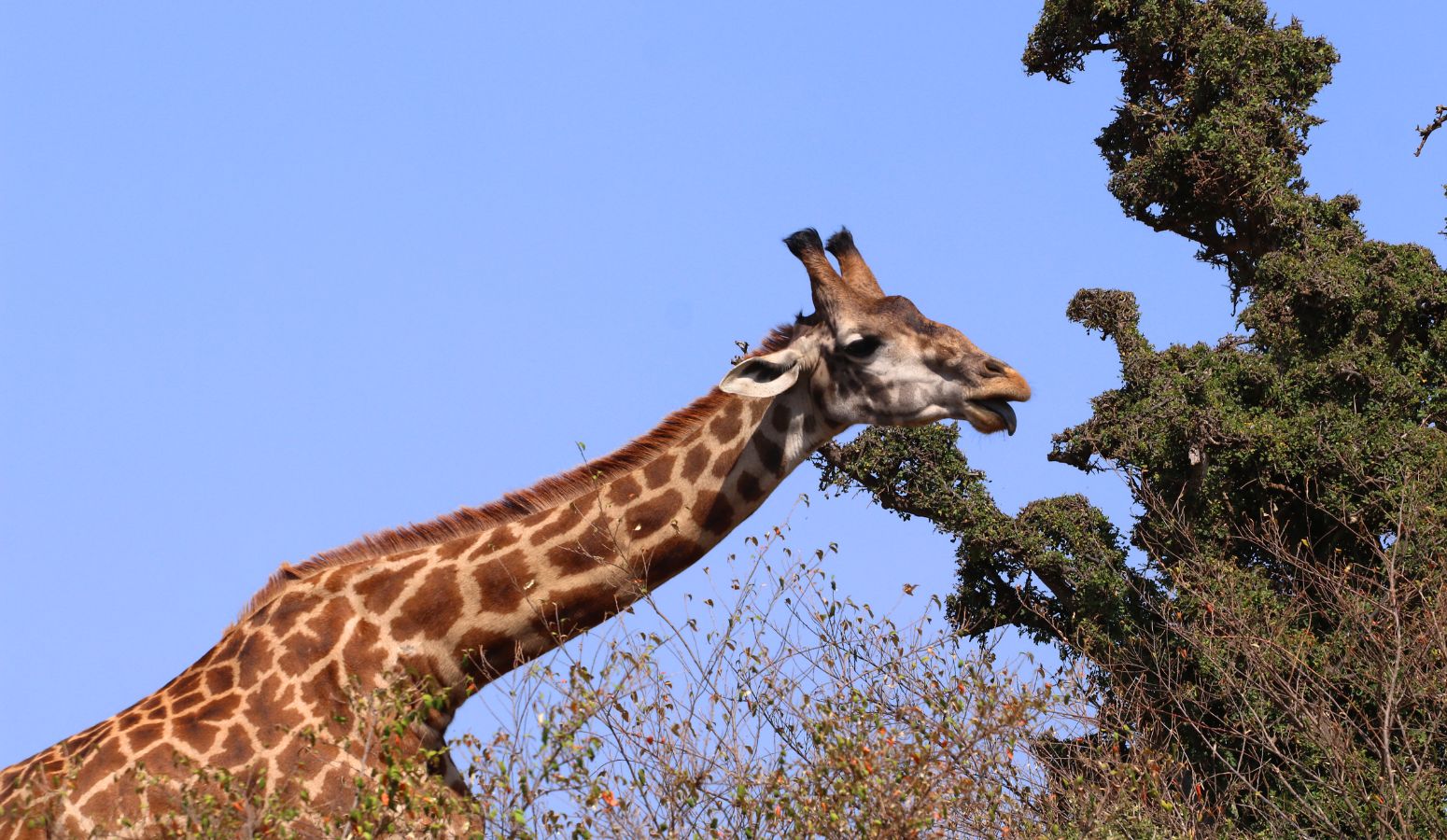 viaje seniors kenia safari nairobi lago